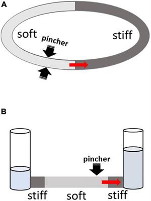 Building Valveless Impedance Pumps From Biological Components: Progress and Challenges